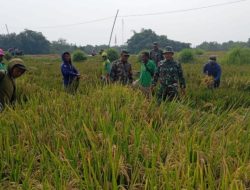 Babinsa Dampingi Panen Padi IR 32, Dukung Ekonomi Petani