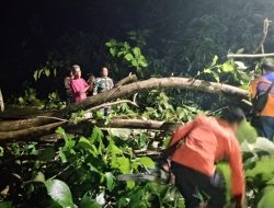 Pohon Tumbang Tutup Jalan Simo–Klego, Babinsa dan Warga Bergerak Cepat Selamatkan Akses
