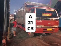 Diduga Ada Celah di Gerbang Barat Bali, Sapi Bali Betina Disinyalir Lolos ke Jawa