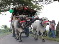 Lebaran Ketupat di pantai watu ulo di hiasi dengan puluhan Pegon sebagai tradisi turun temurun 