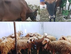 Dari Hasil Menabung, Jamaah Musholla Al Falah Penangan Sembelih 3 Sapi dan 20 Kambing