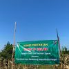 TNI Bersama Masyarakat Panen Jagung, Dukung Swasembada Pangan Nasional di Bojonegoro