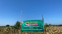 TNI Bersama Masyarakat Panen Jagung, Dukung Swasembada Pangan Nasional di Bojonegoro