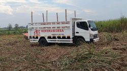 ​Aset KDMP Suciharjo Jadi “Sapi Perah” Oknum Perangkat Desa? Warga Desak Audit Transparansi
